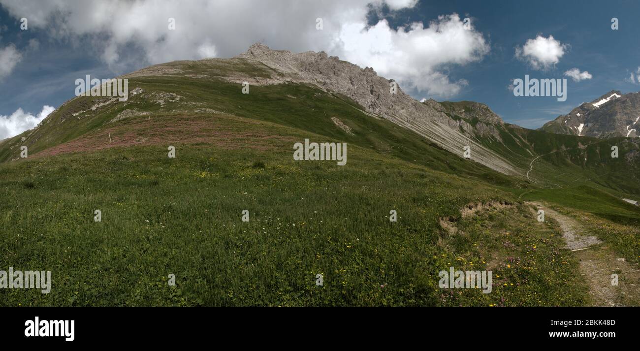Alpine sainfoin (Hedysarum hedysaroides) filling alpine meadow in Malbun, Liechtenstein Stock Photo