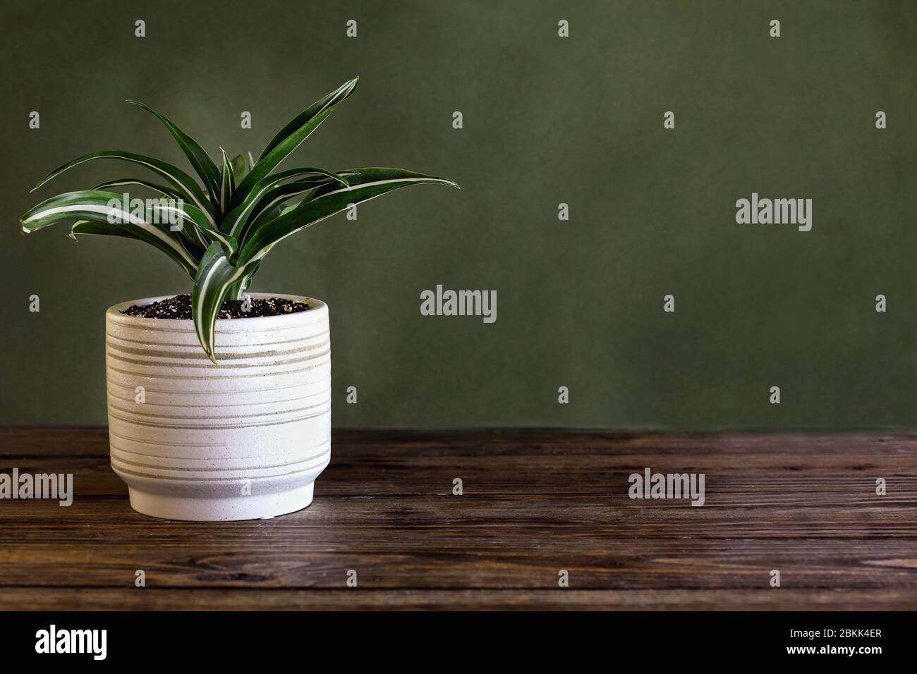 Potted White Jewel, Dracaena Deremensis, houseplant over a rustic wood table against a green background with free space for text. Stock Photo