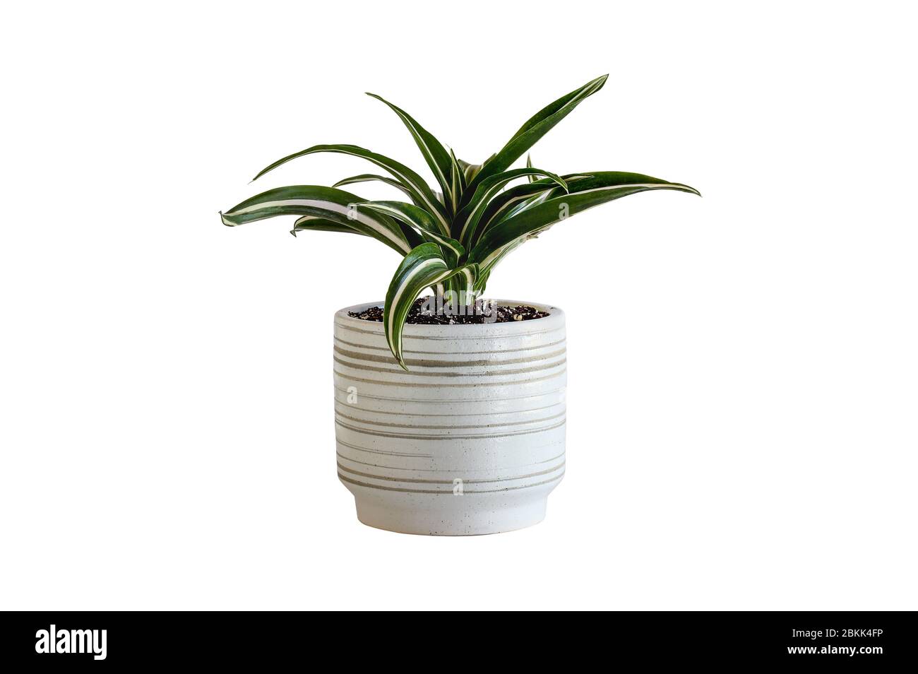 Potted White Jewel, Dracaena Deremensis, houseplant isolated over a white background with clipping path included. Stock Photo