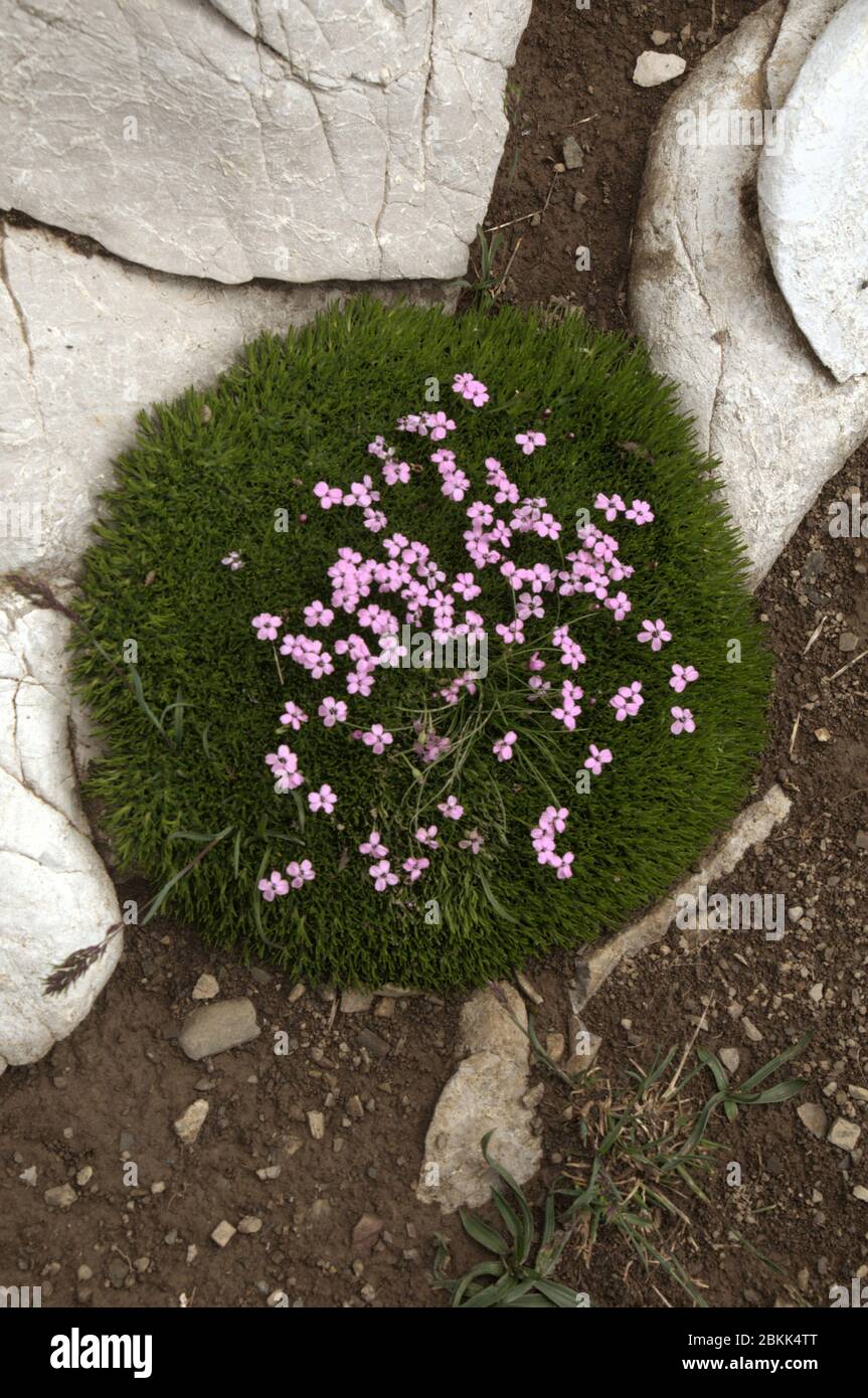 Moss campion (Silene acaulis) flowering in a cushion of its own foliage on Malbun, Liechtenstein Stock Photo