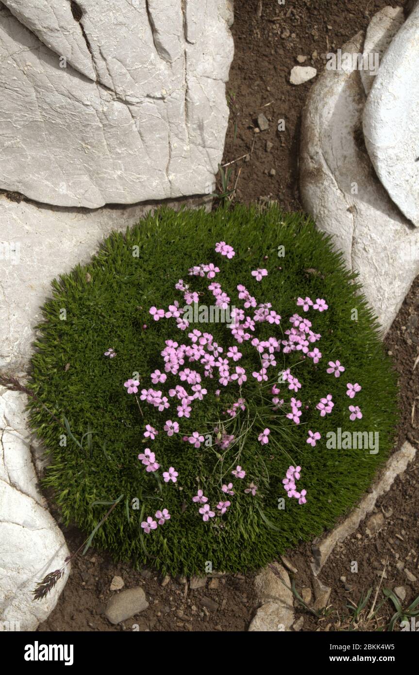 Moss campion (Silene acaulis) flowering in a cushion of its own foliage on Malbun, Liechtenstein Stock Photo