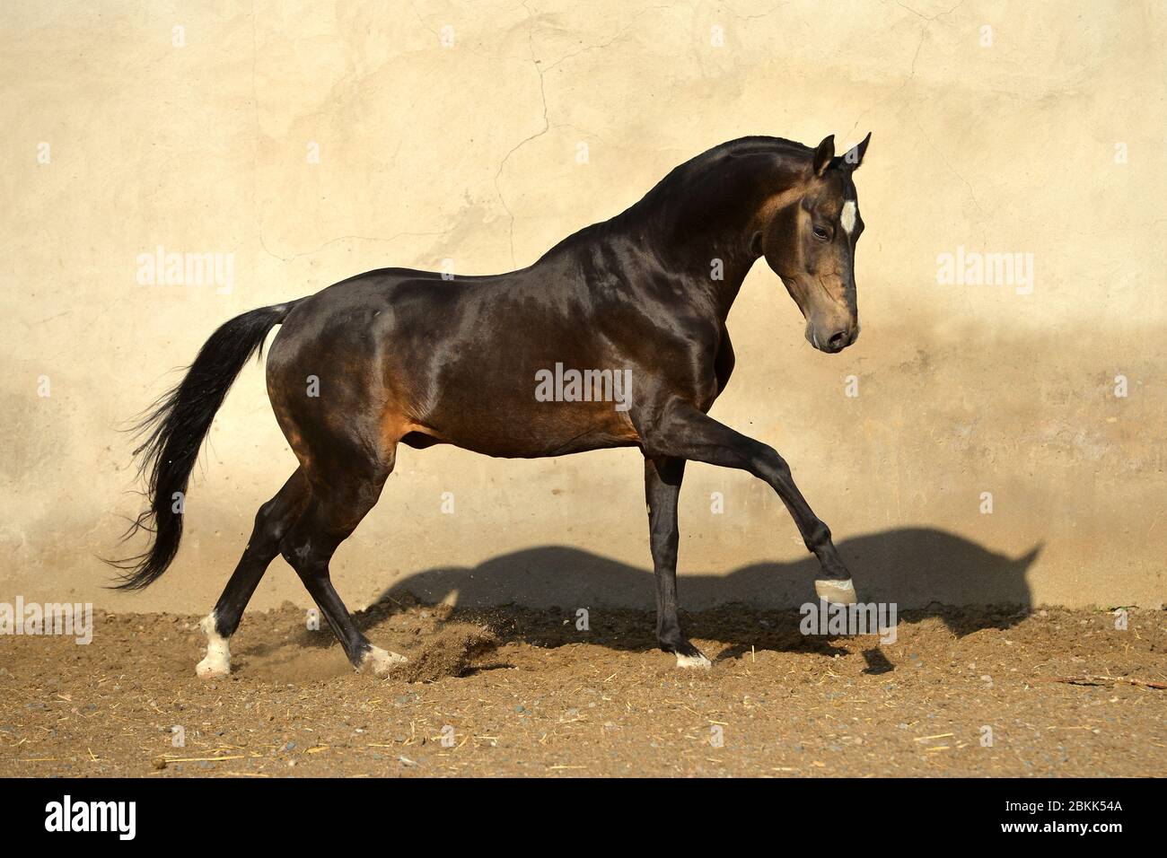 Magnificent black akhal teke stallion with four white legs running and playing in the paddock with yellow wall. Animal in motion. Stock Photo