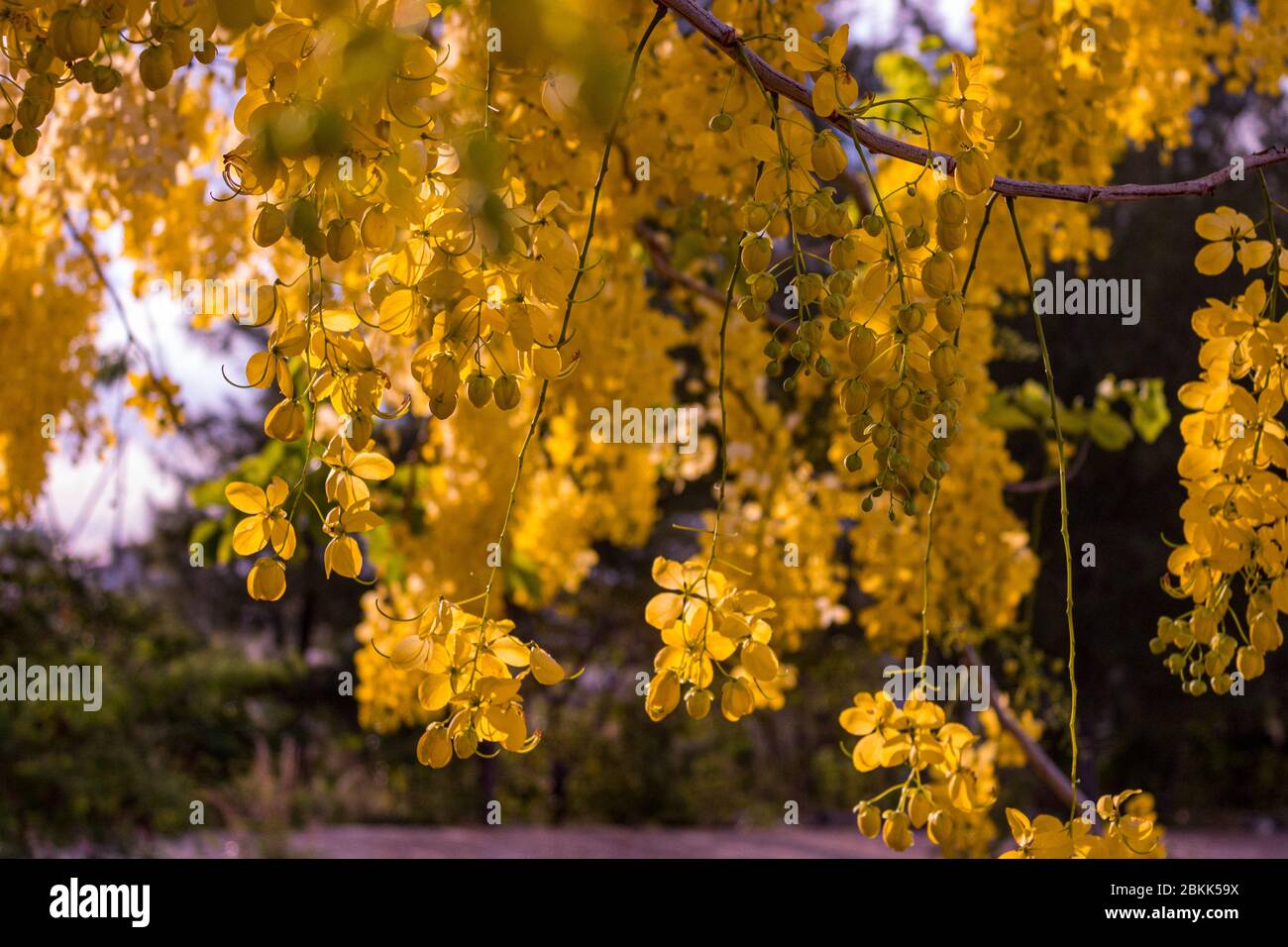 Yellow Leaves And Hanging Flowers During Golden Hour Cassia Fistula Aka Golden Shower Purging