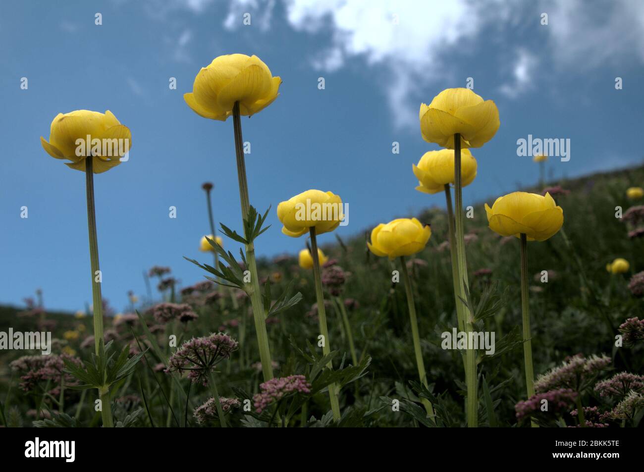 Trollius europaeus; Globeflower blooming against sky in Malbun, alpine Liechtenstein Stock Photo