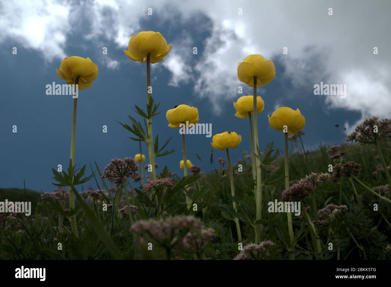 Trollius europaeus; Globeflower blooming against sky in Malbun, alpine Liechtenstein Stock Photo