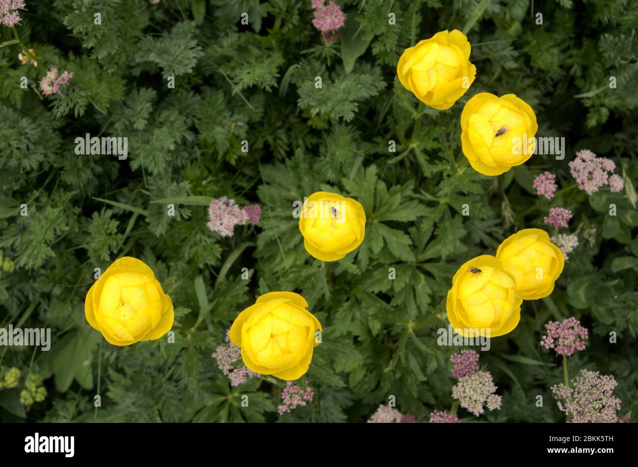 Trollius europaeus; Globeflower blooming in Malbun, alpine Liechtenstein Stock Photo