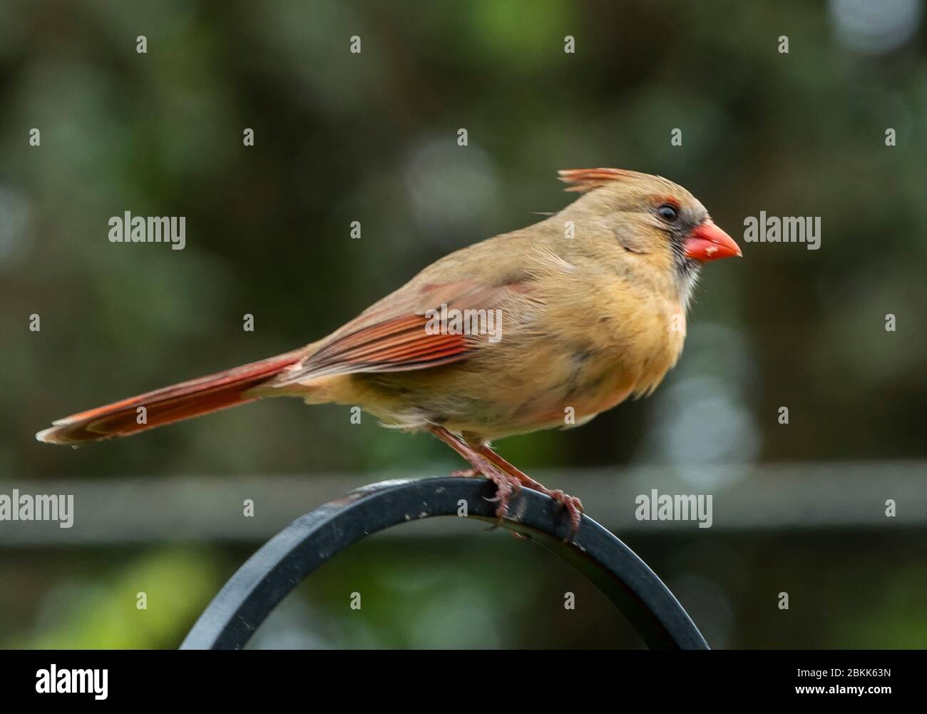Young male cardinal hires stock photography and images Alamy