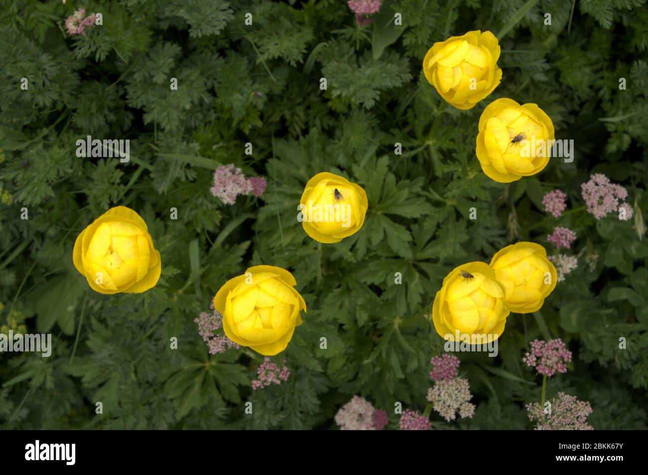 Trollius europaeus; Globeflower blooming in Malbun, alpine Liechtenstein Stock Photo