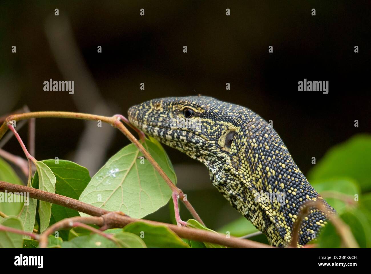 A Nile Monitor Lizard climbing through foliage Stock Photo Alamy