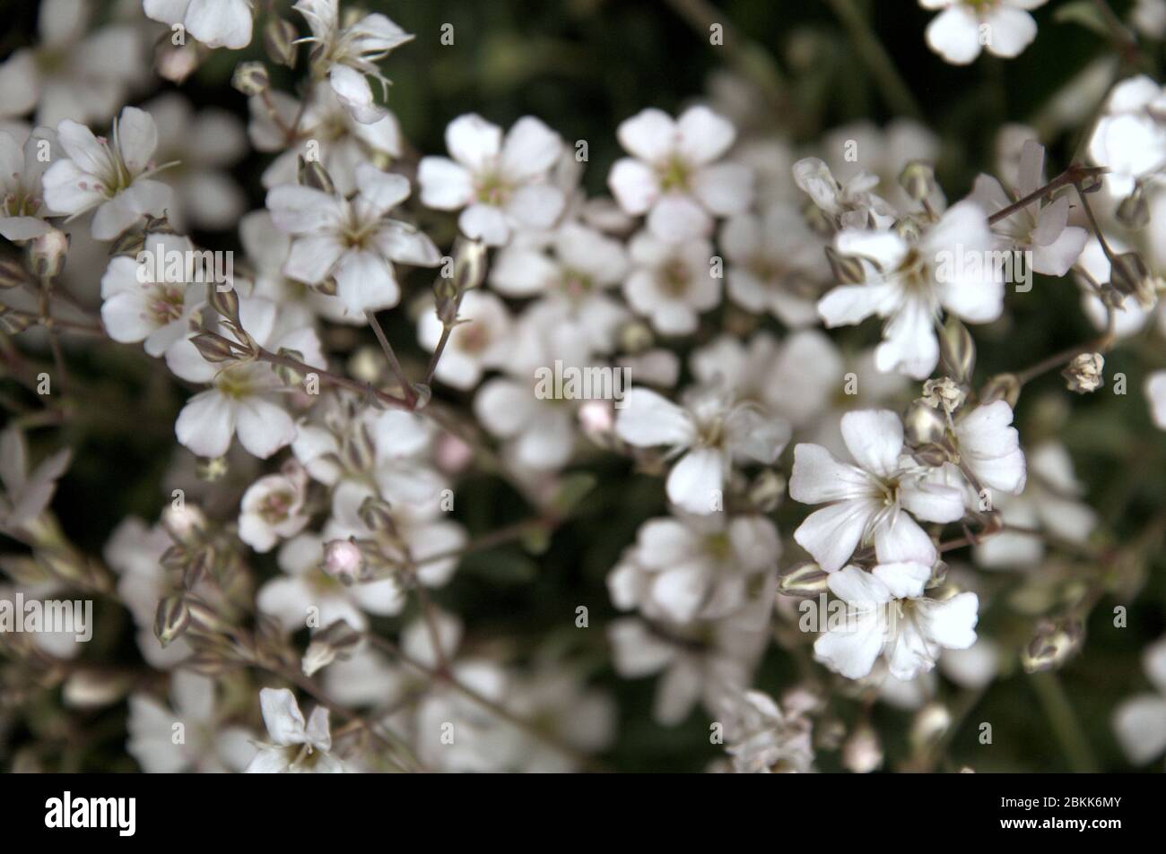 Alpine gypsophila or creeping baby's breath (Gypsophila repens