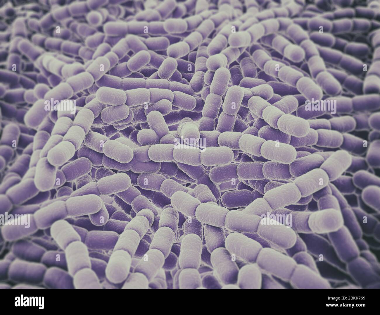 Streptococcus pneumoniae microscope hires stock photography and images