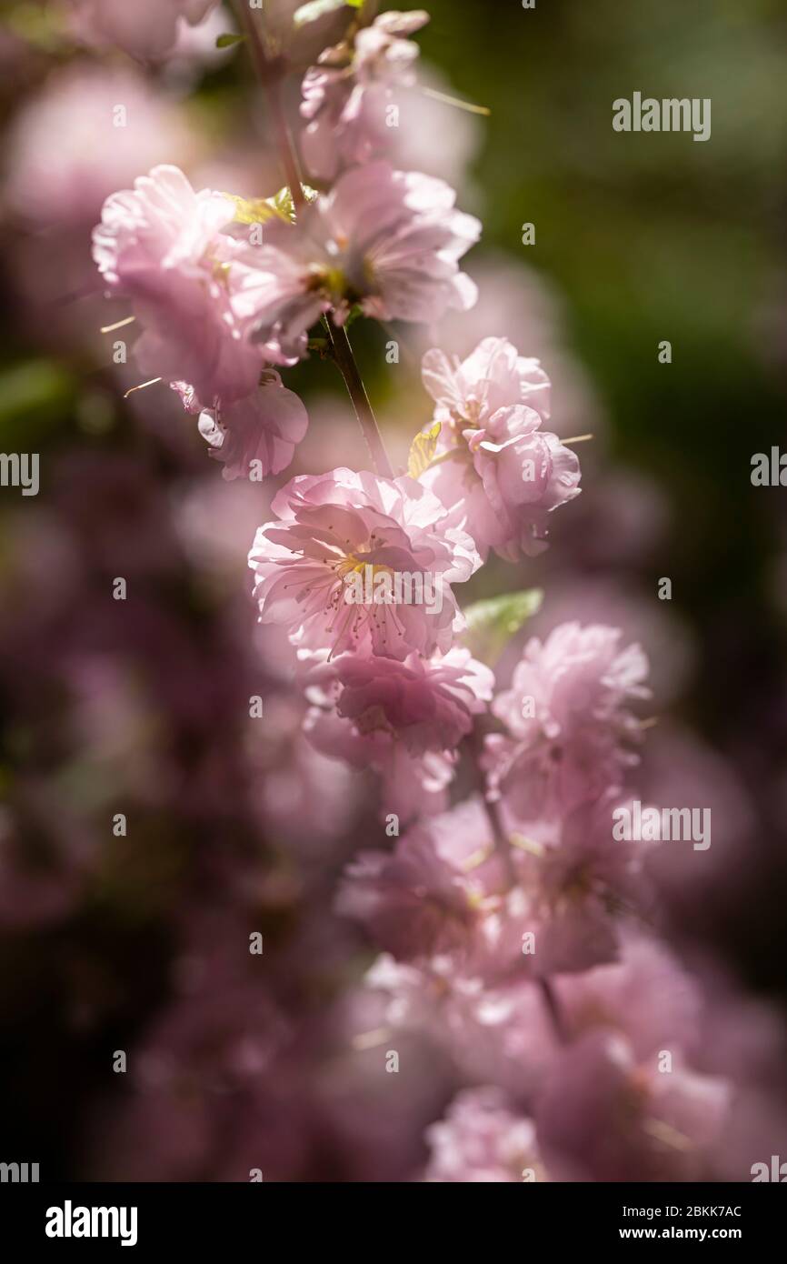 blossom of flowering almond, Prunus triloba Stock Photo
