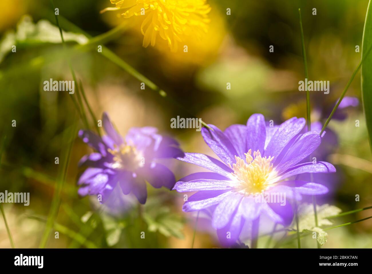 Balkan anemone and common dandelion Stock Photo