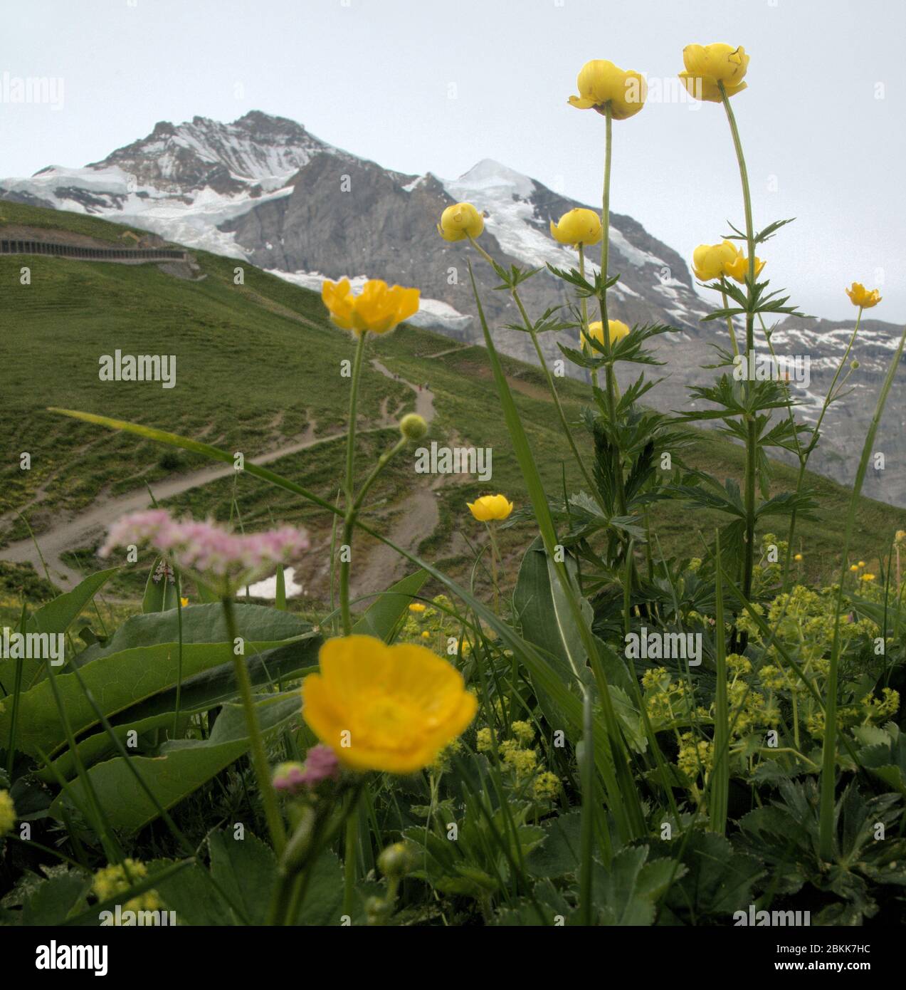 Globeflowers (Trollius europaeaus) in Grindelwald, Switzerland Stock Photo
