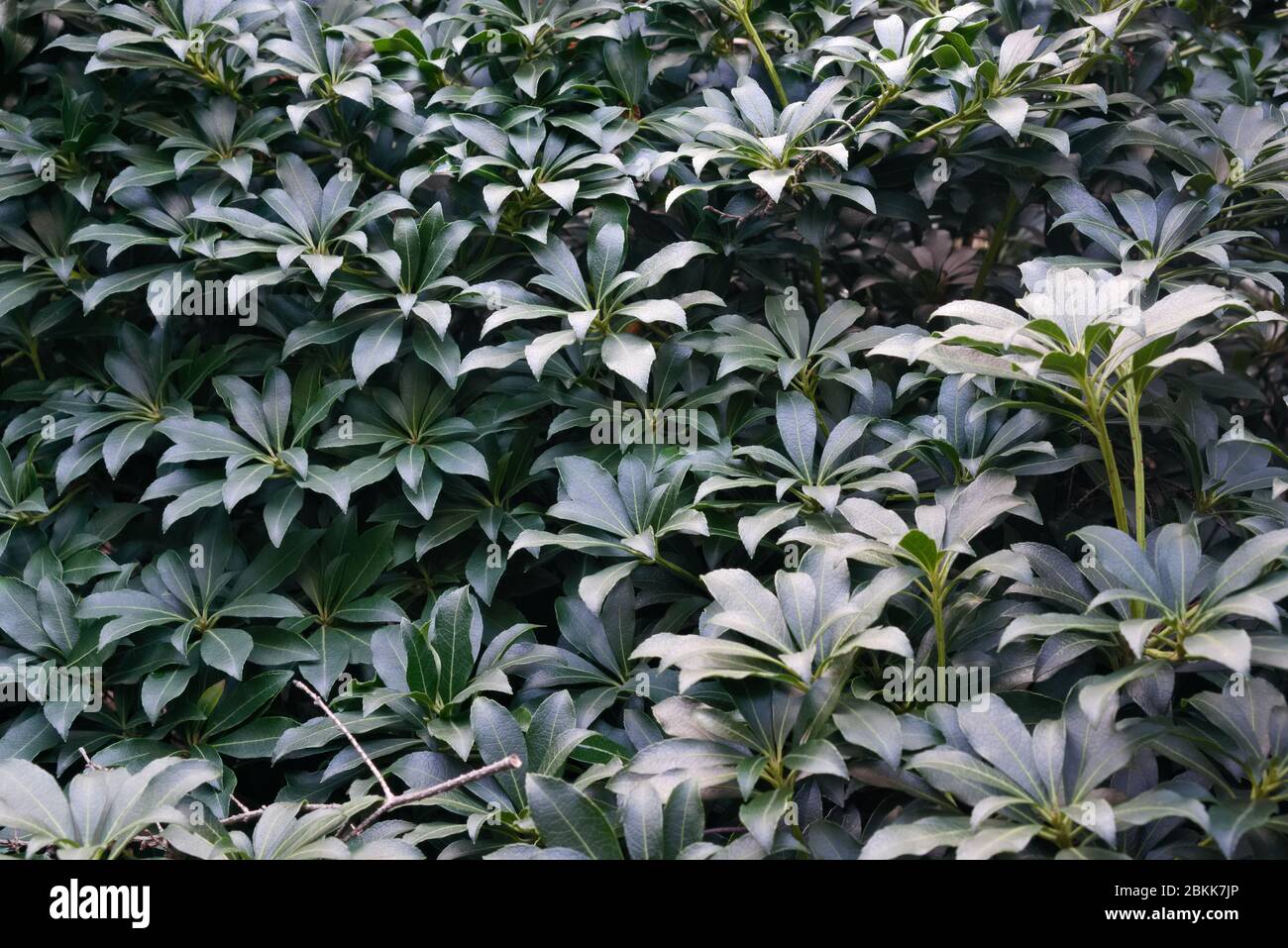 Pieris japonica 'Cavatine' shrub in late spring with no flowers, dark green floral background Stock Photo