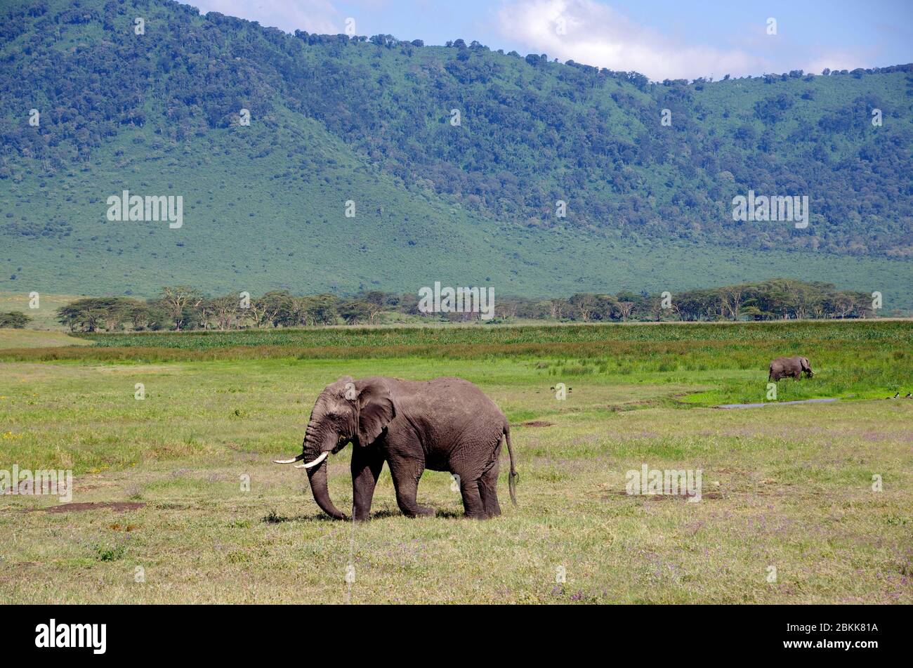 Elephant in the Ngorongoro crater in Tanzania Stock Photo
