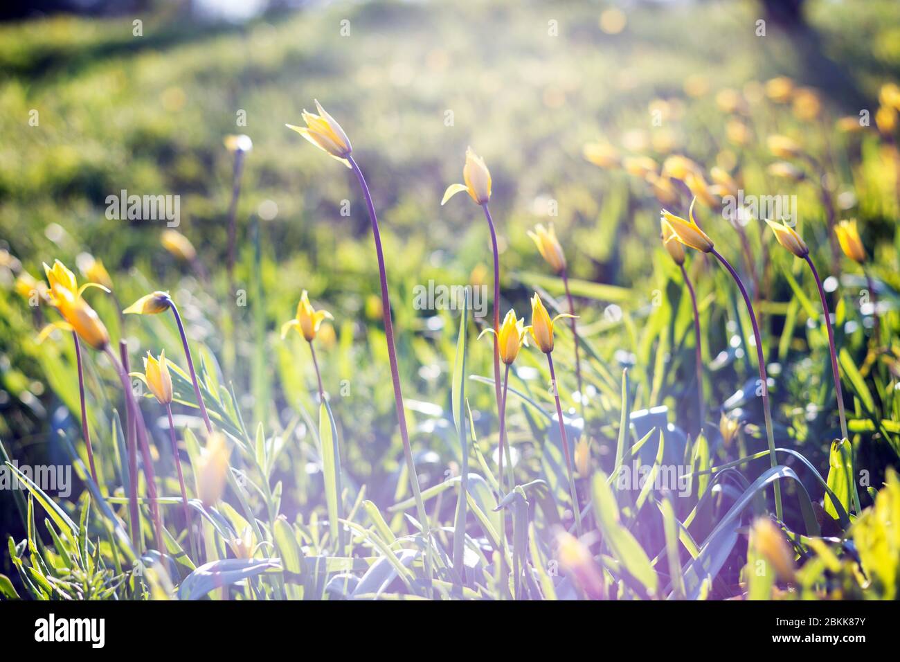 beautiful wild yellow tulips on the meadow On the Sunset. Tulipa quercetorum Stock Photo