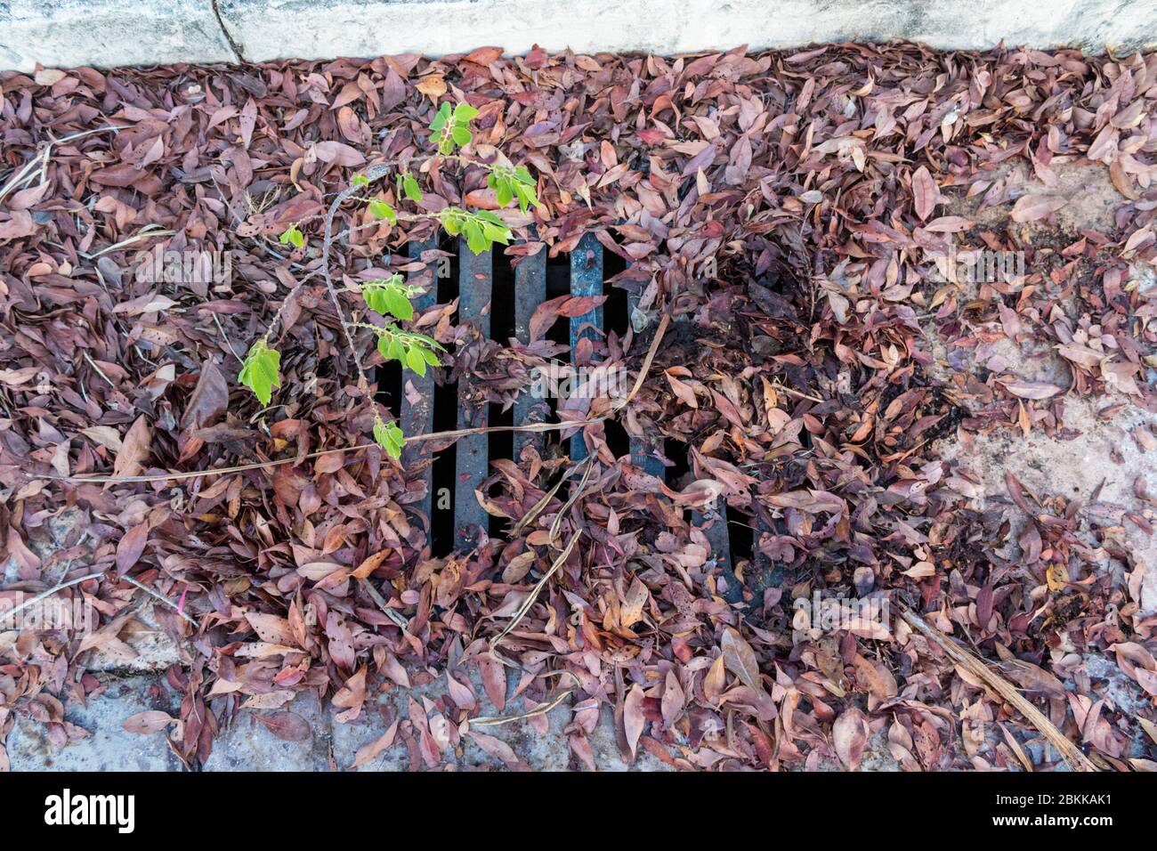Autumn leaves clog sewage drain. No maintenance of abandoned areas lead to avoidable situations. Come the rainy season this will be a problem Stock Photo