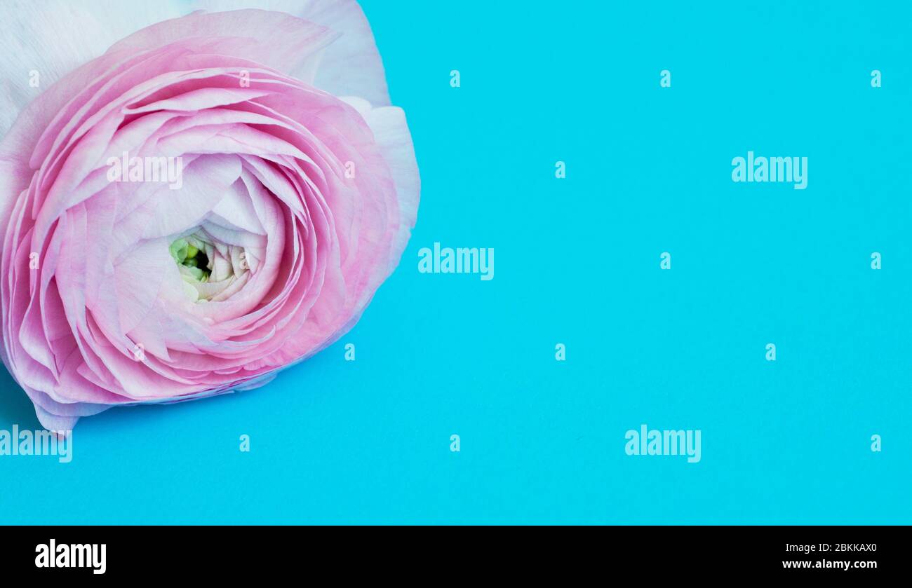 Pink Ranunculus Blue Beautiful pink ranunculus flower on a blue background. Place for text ...