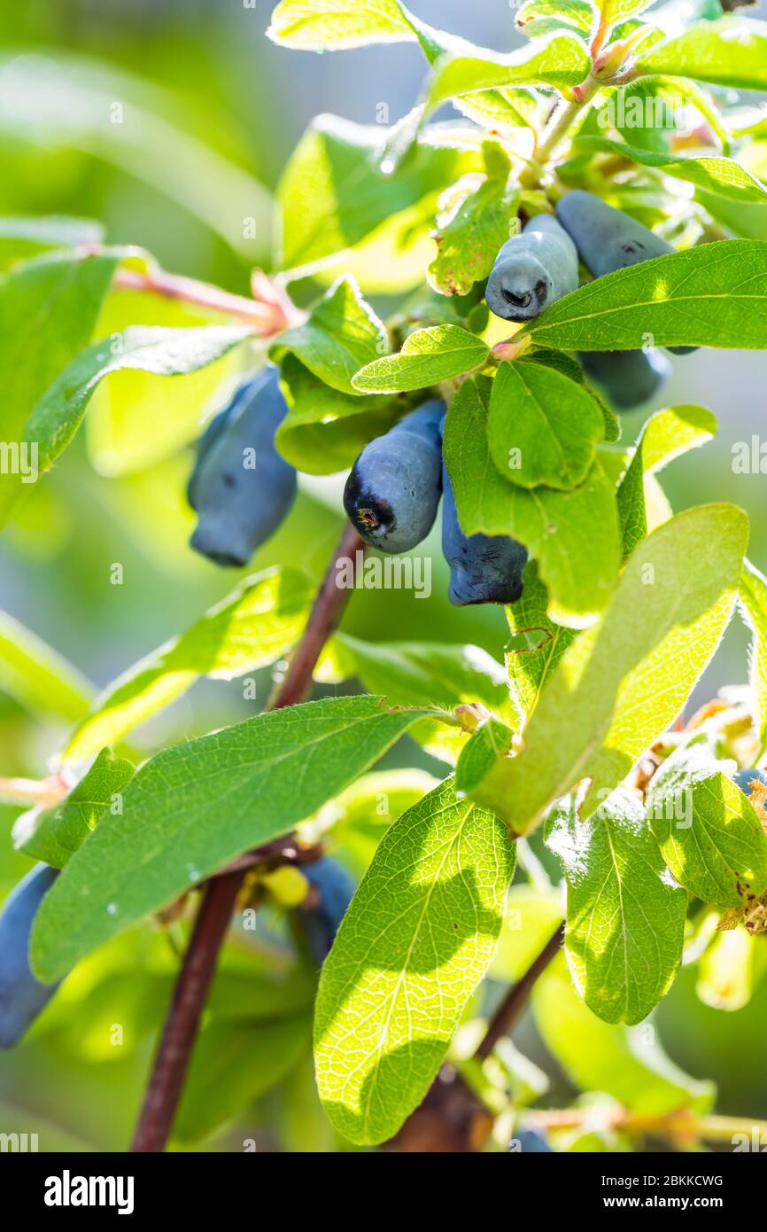 Honeysuckle berries at branch  - Lonicera Caerulea kamtschatica. Blue Honeyberry Stock Photo