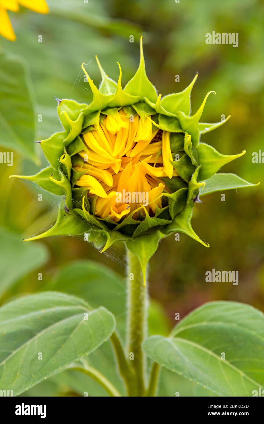 Closeup details of young fresh green sunflower on a meadow. Green