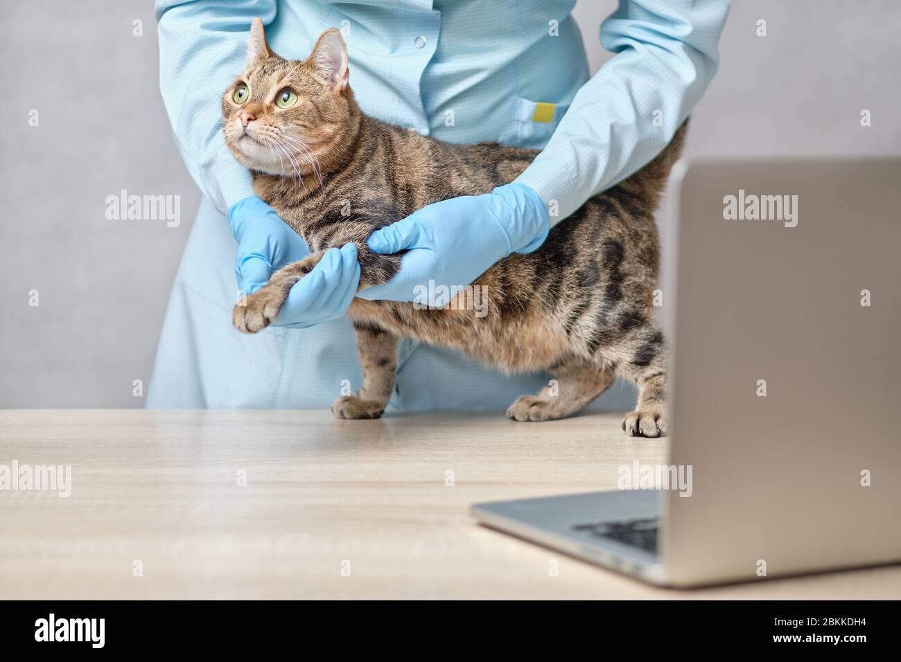 A veterinarian doctor in gloves makes medical procedures for a cat in a training online broadcast via a laptop. Close up. Stock Photo