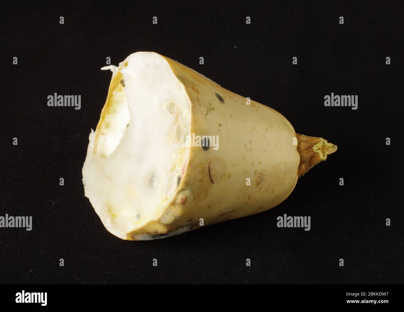 Moldy piece of vegetable zucchini side view isolated on the black