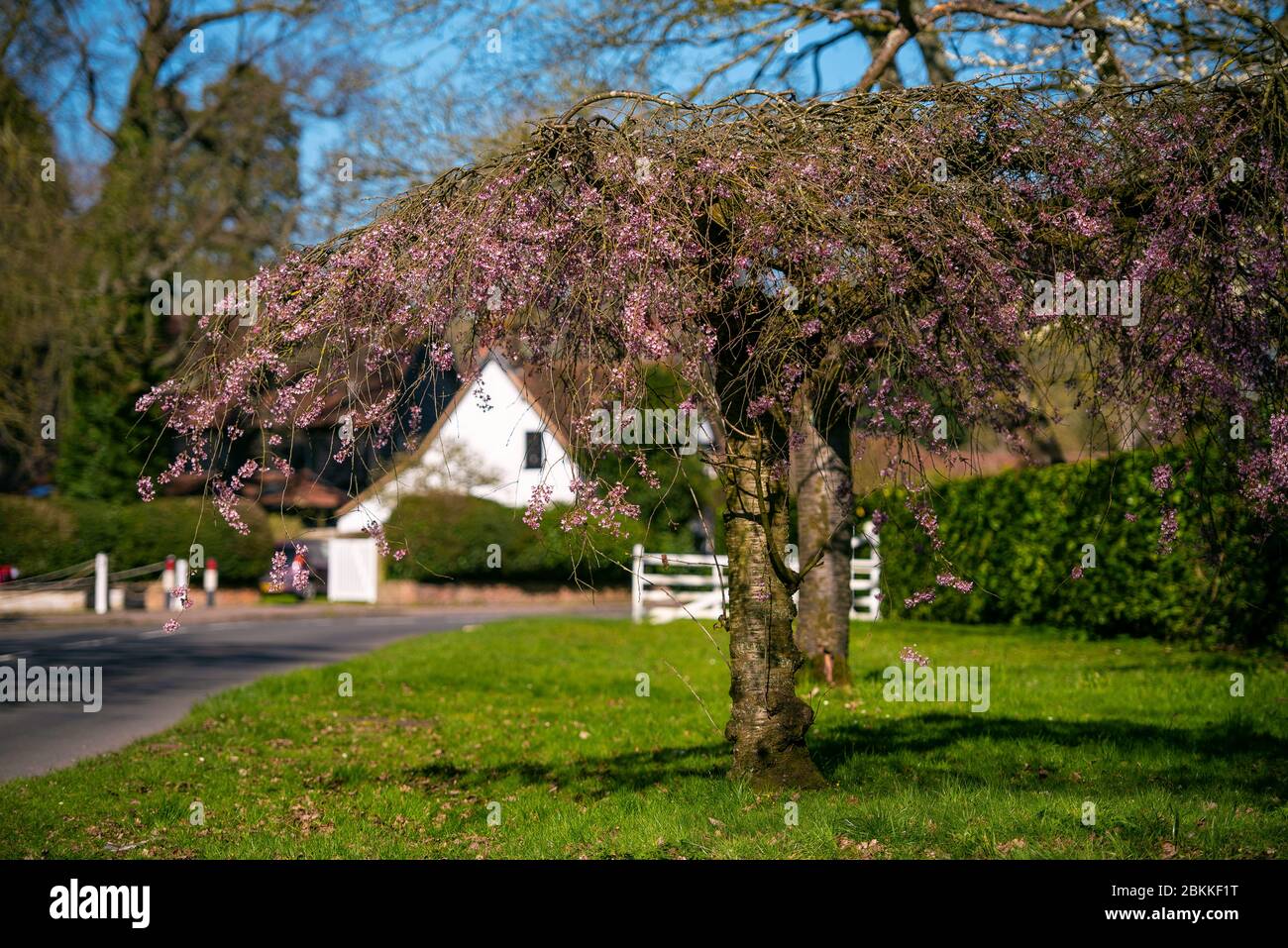 Park Lane in Knebworth Stock Photo Alamy
