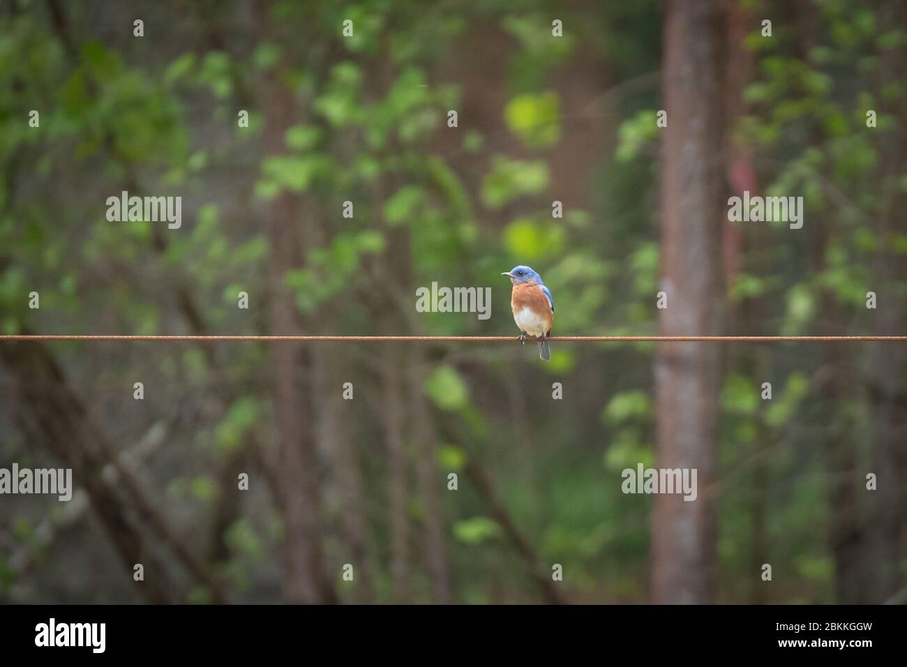 Bluebird on a wire in the woods Stock Photo