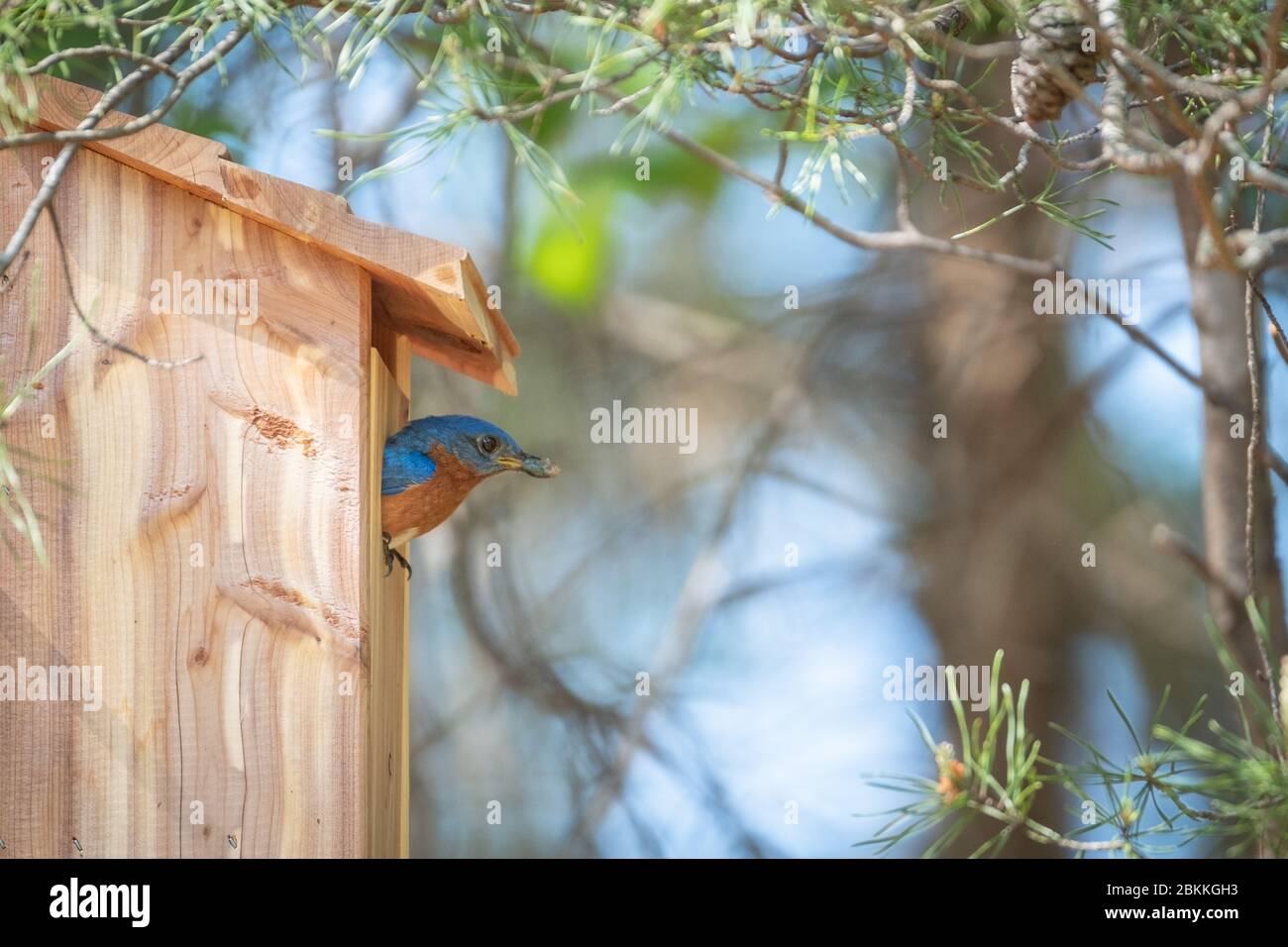 Bluebird Cleaning out his Bird House Stock Photo