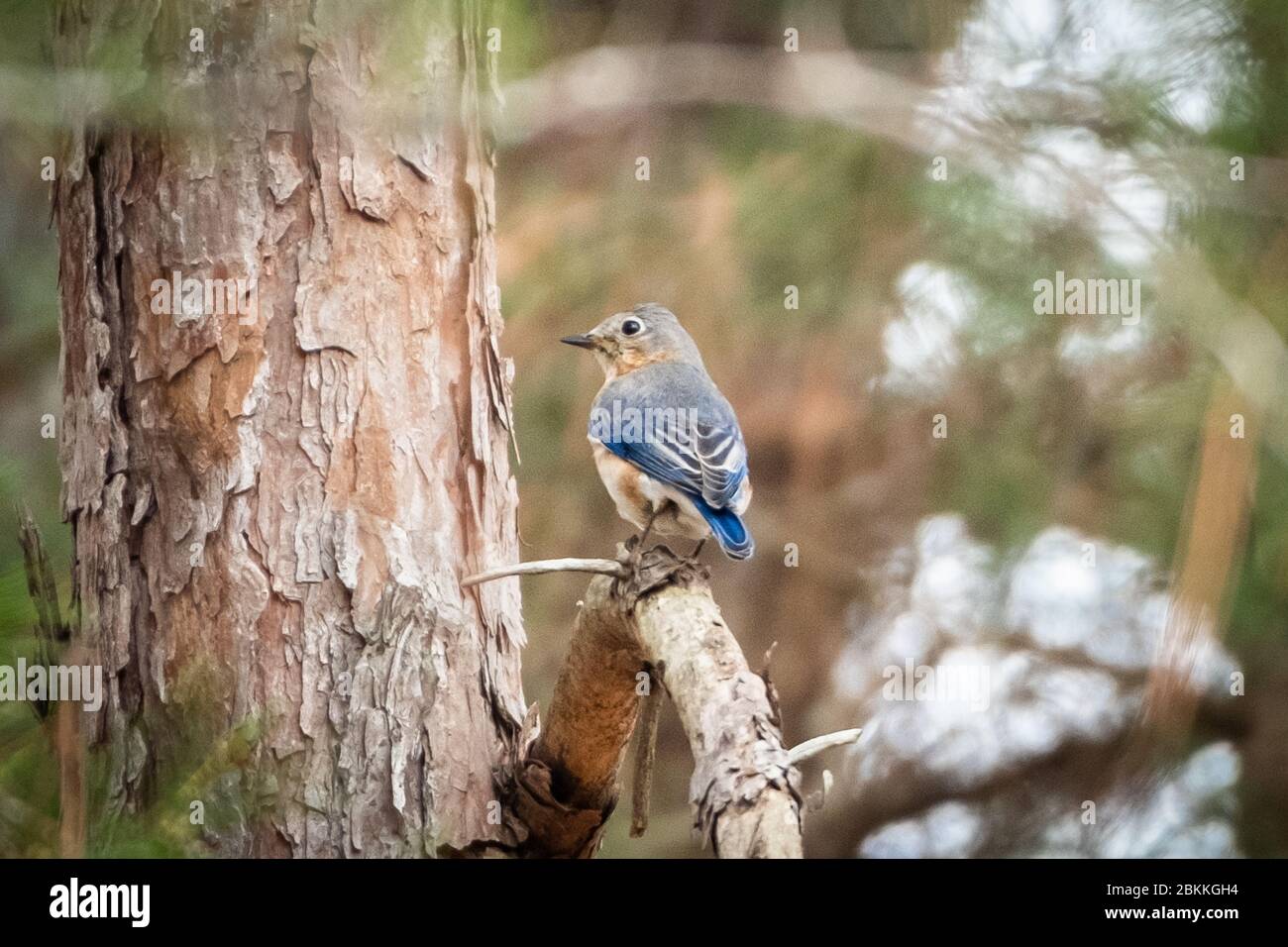 Female bluebird perched in a Georgia Pine Forest Stock Photo