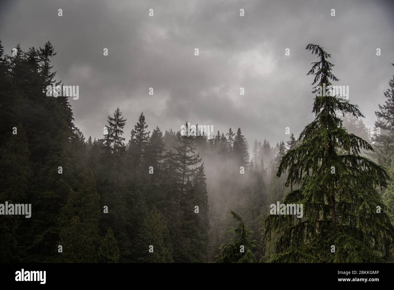 Hemlock Trees in Light Fog and Moody Skies in British Columbia, Canada Stock Photo