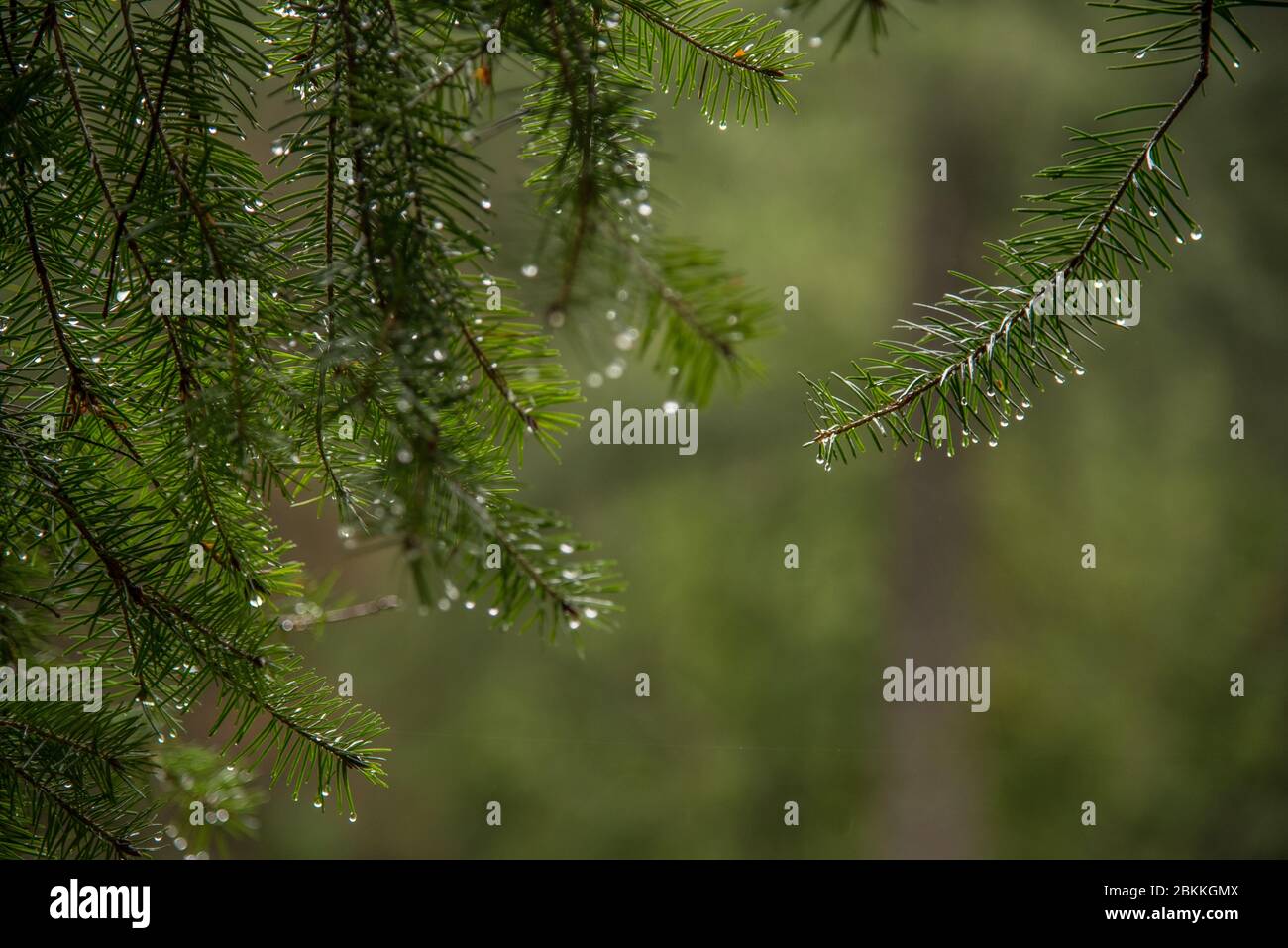 Drops of Rain on Spruce Tips, Vancouver, British Columbia, Canada Stock Photo