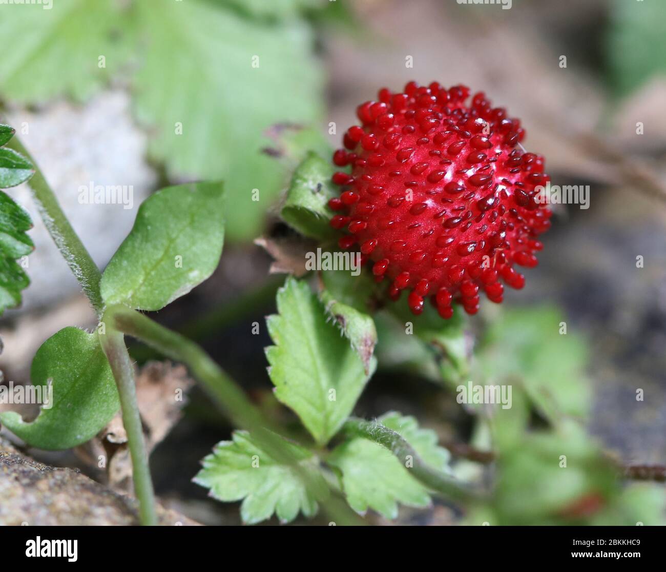 Closeup of a bright red Mock Strawberry, (Potentilla indica) growing in a yard Stock Photo