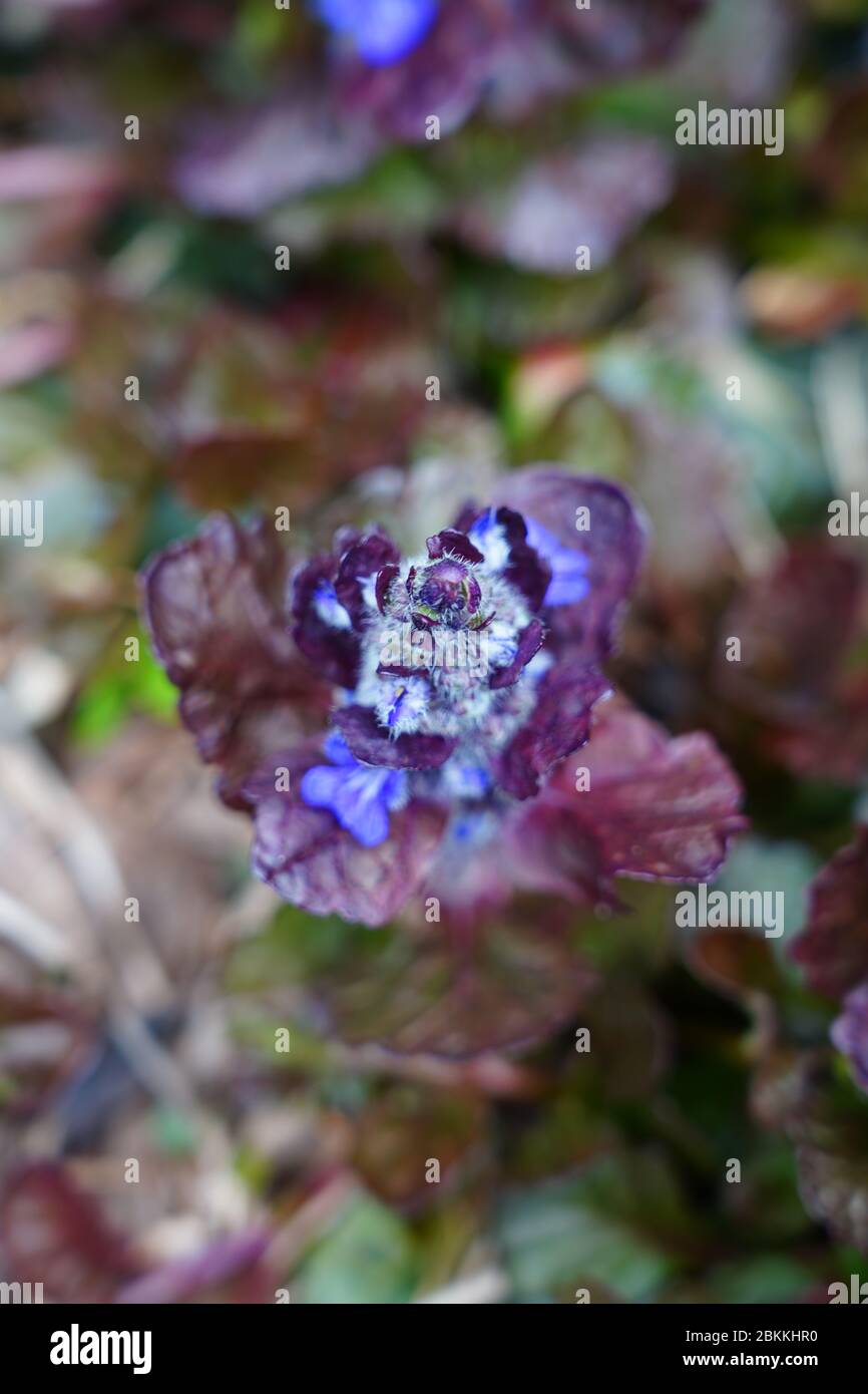 Carpet bugle weed (ajuga reptans) flower spikes with purple leaves in the spring garden Stock Photo