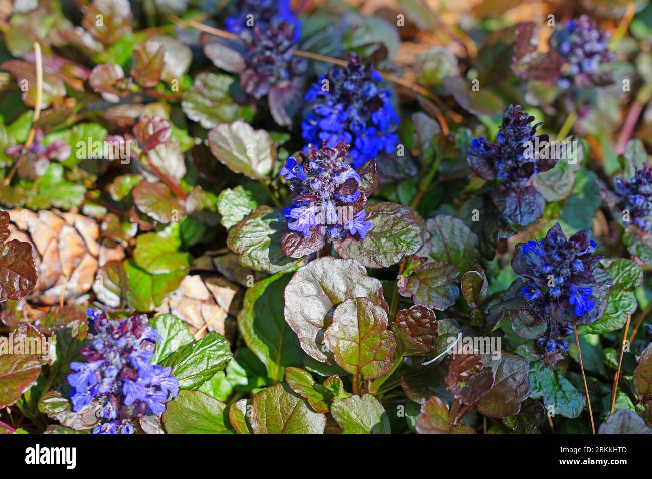 Carpet bugle weed (ajuga reptans) flower spikes with purple leaves in the spring garden Stock Photo