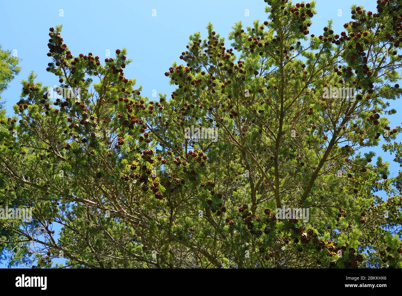 Small pinecones on branches of a Hemlock pine tree (tsuga) Stock Photo