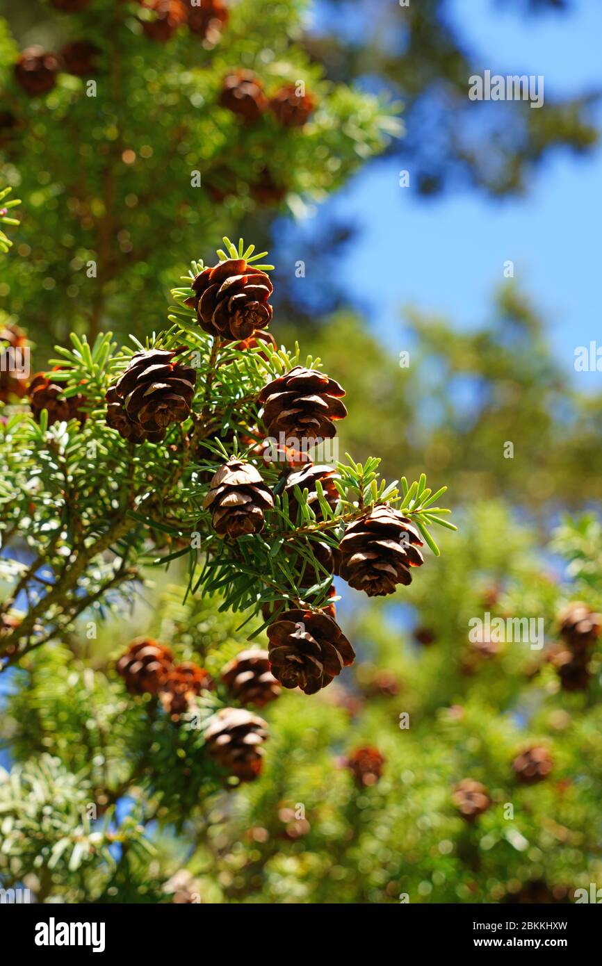 Small pinecones on branches of a Hemlock pine tree (tsuga) Stock Photo