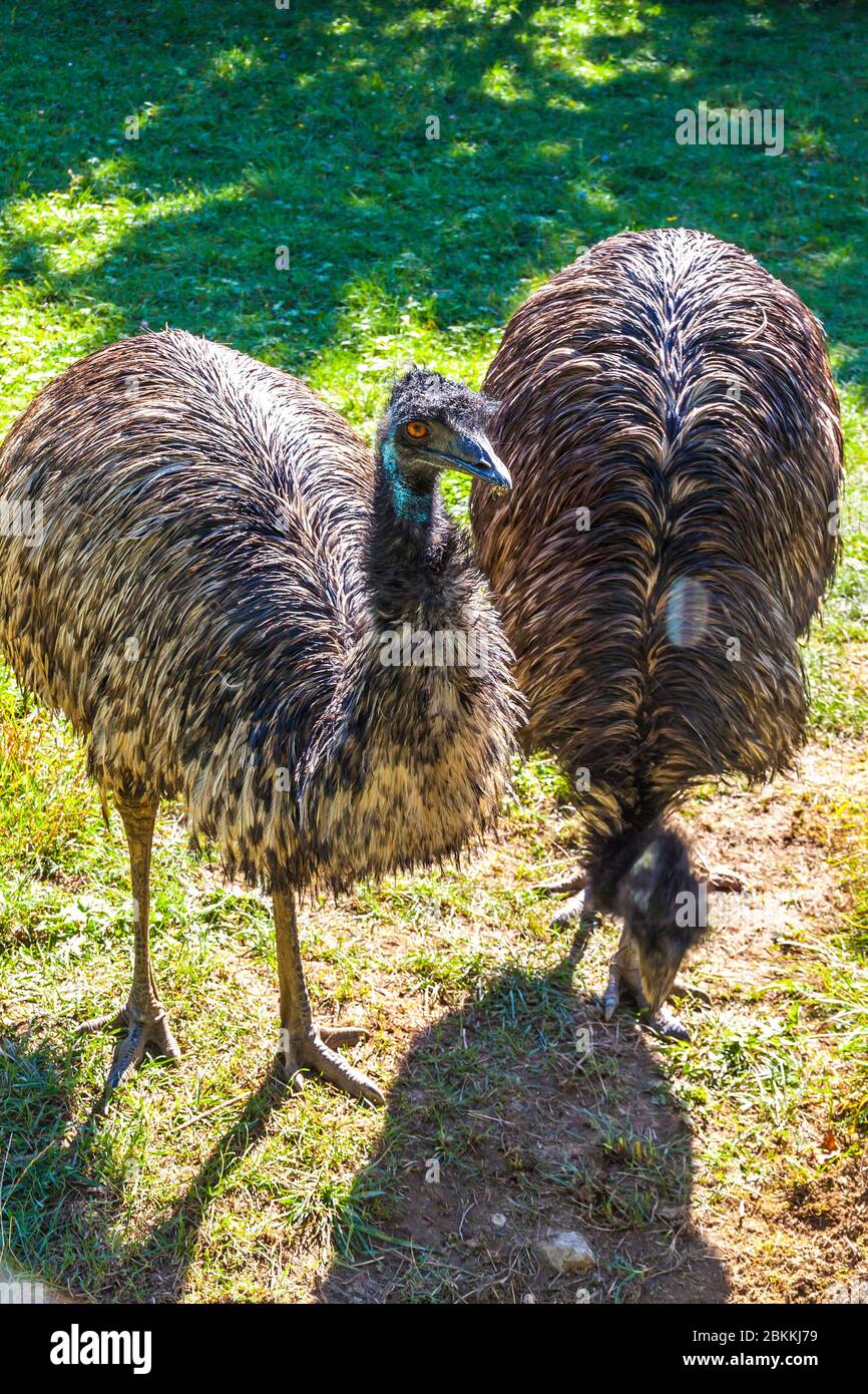 Greater Rhea (Latin: Rhea americana) is a species of flightless birds native to eastern South America. Other names for the greater rhea include the gr Stock Photo