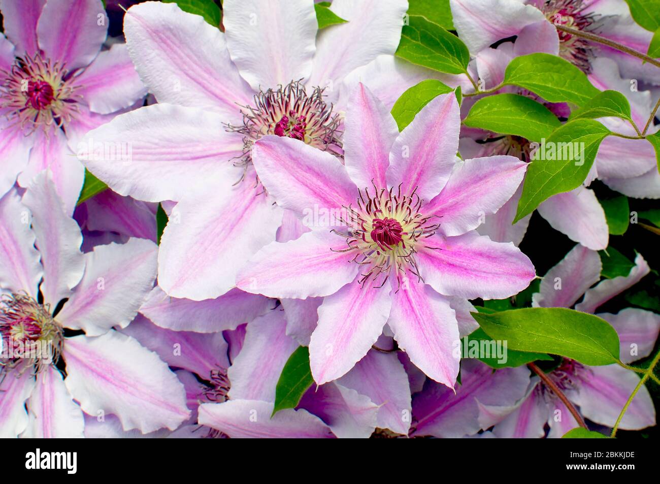 Pink and white striped flower hires stock photography and images Alamy
