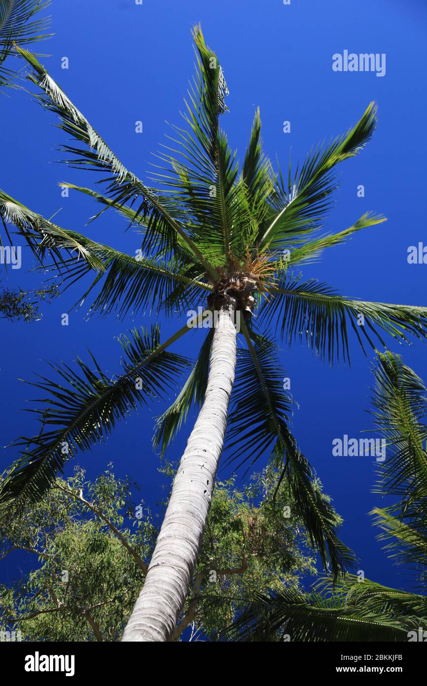 tropical Trees Stock Photo