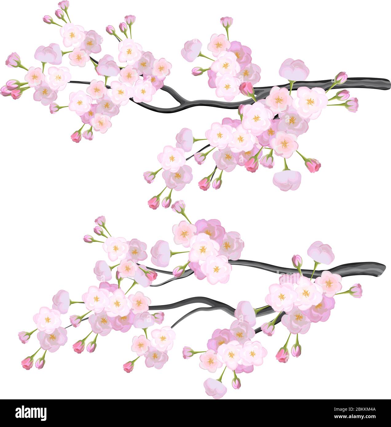 Vector bright cherry flowers brabches on white background Stock Vector