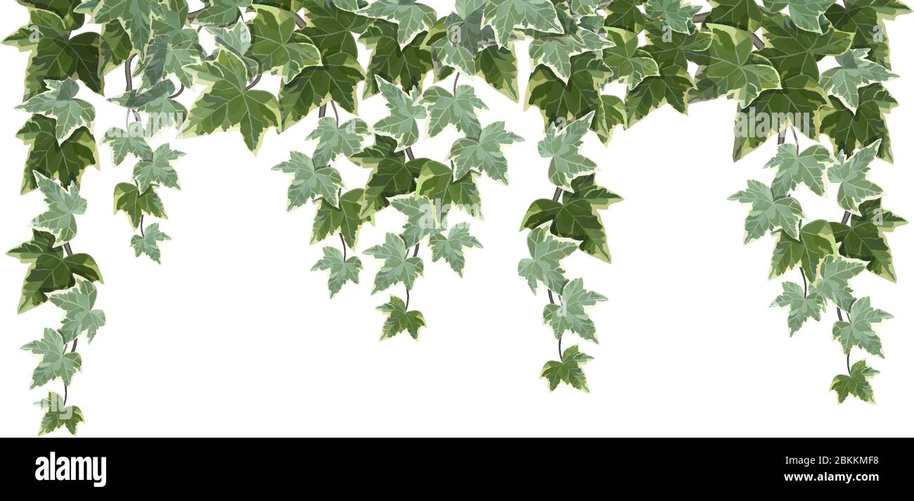 Common ivy vine on white background vector illustration Stock Vector