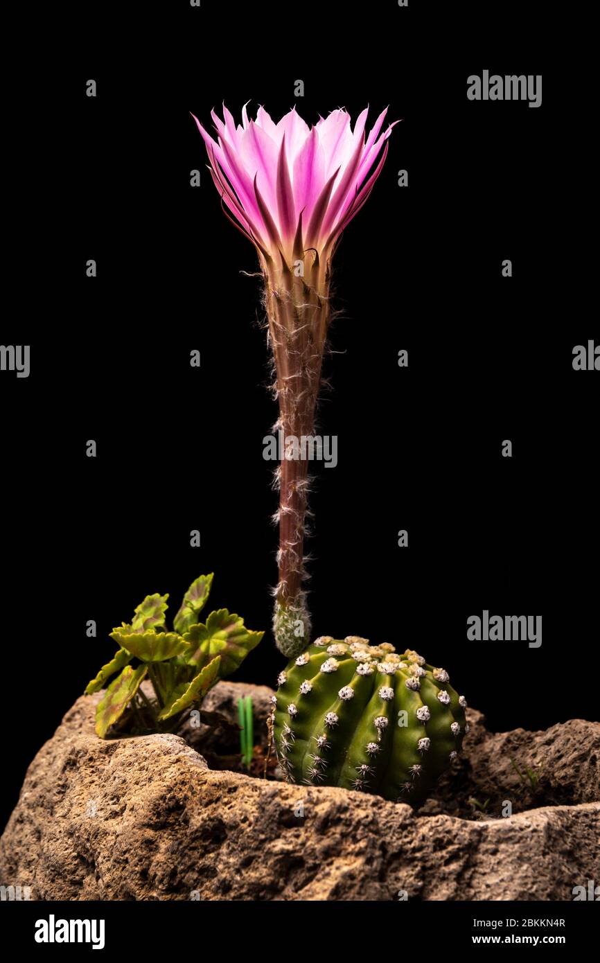 Echinopsis subdenudata commonly called Domino Cactus. Cactus blooming (Easter Lily Cactus) on black background Stock Photo
