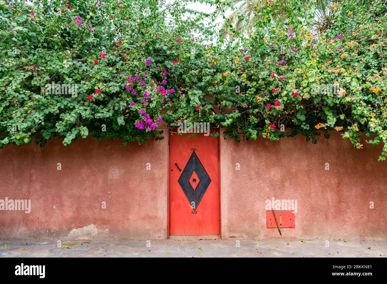 picture Moroccan Flowers Names https www alamy com door with colorful flowering plants in marrakesh morocco image356319601 html