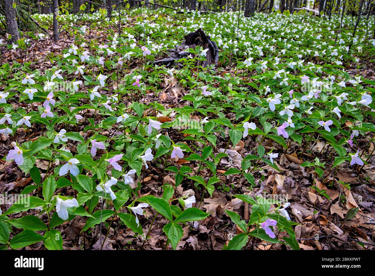 beautiful forest floor covered with dried leaves and low growing green plants with trillium white flowers Stock Photo