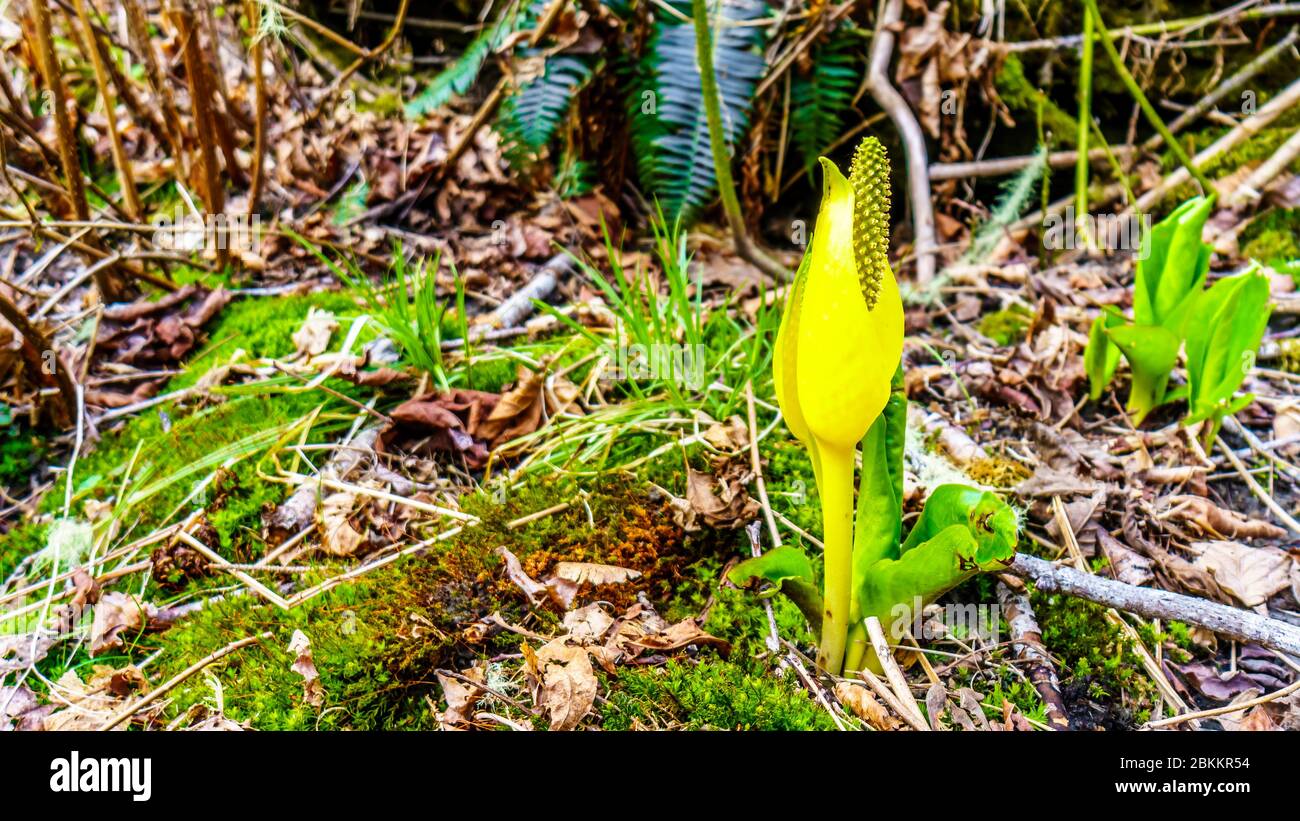 The Yellow Flower of the Western Skunk Cabbage in the Upper Squamish Valley in British Columbia, Canada Stock Photo