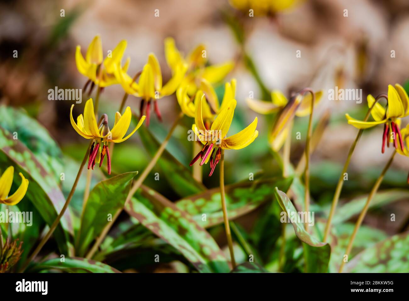 American trout lily hires stock photography and images Alamy