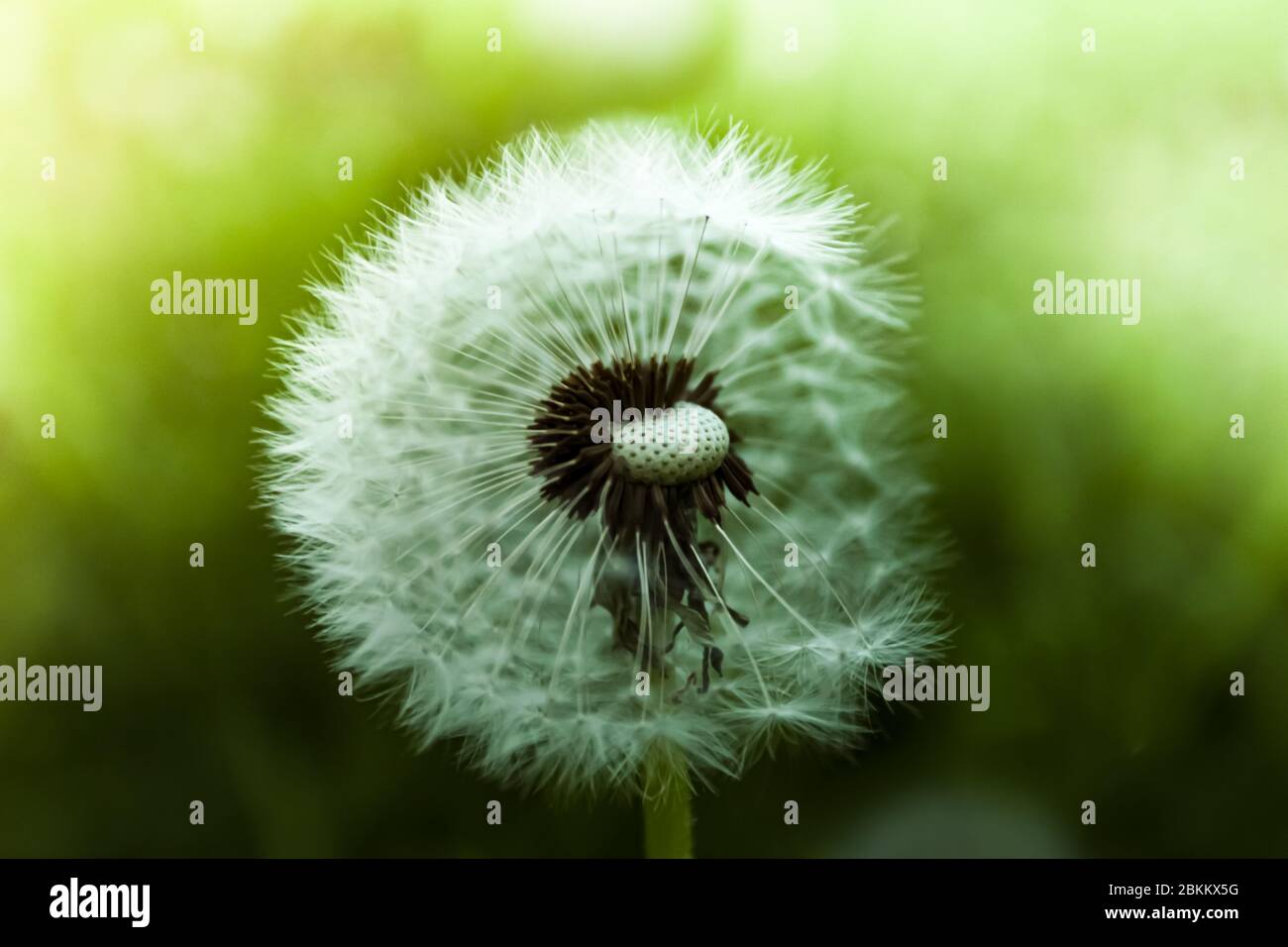 Close up wet dandelion over shiny background Stock Photo
