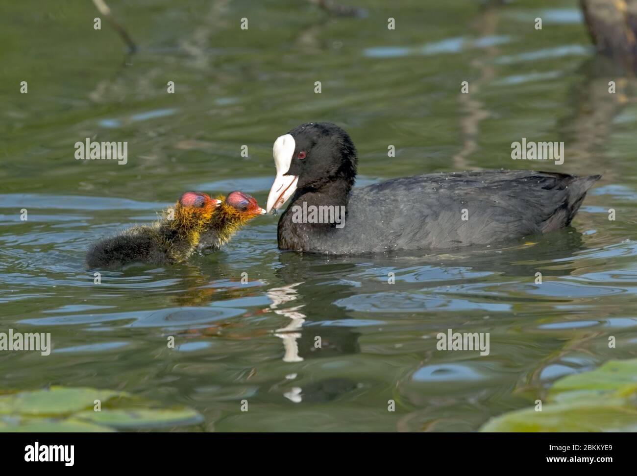 Blaesshuehner, Kueken und Mutter im Wasser, (Fulica atra), Stock Photo